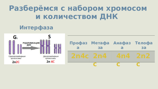 Разберёмся с набором хромосом и количеством ДНК Интерфаза  Профаза   Метафаза  Анафаза  Телофаза 2n4c 2n4c 4n4c 2n2c  