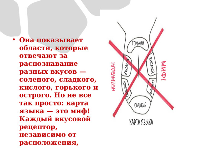 Она показывает области, которые отвечают за распознавание разных вкусов — соленого, сладкого, кислого, горького и острого. Но не все так просто: карта языка — это миф! Каждый вкусовой рецептор, независимо от расположения, может распознавать все пять вкусов. 