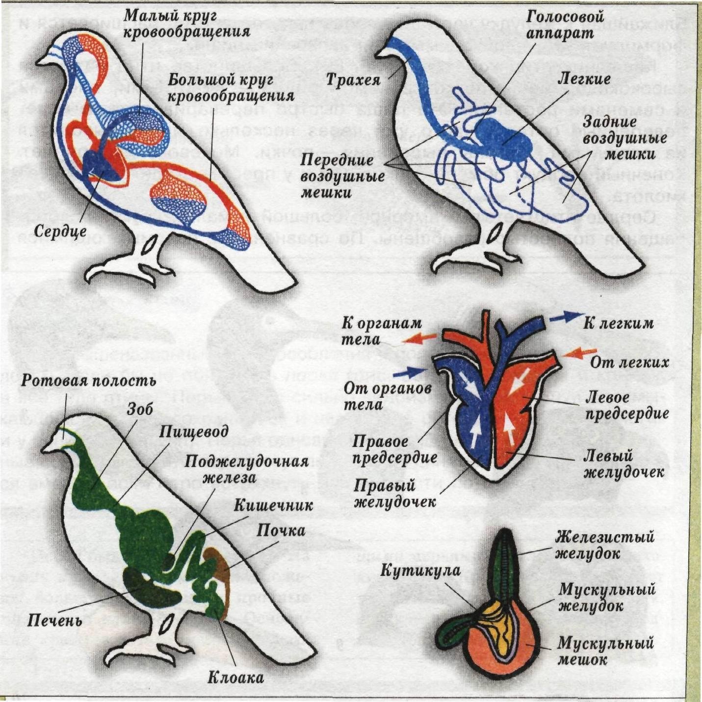 Характеристика внешнего строения птицы. Строение птицы 7 класс биология. Системы органов птиц 7 класс биология. Биология 7 класс схема внутреннее строение птицы. Внутренняя система птиц 7 класс.