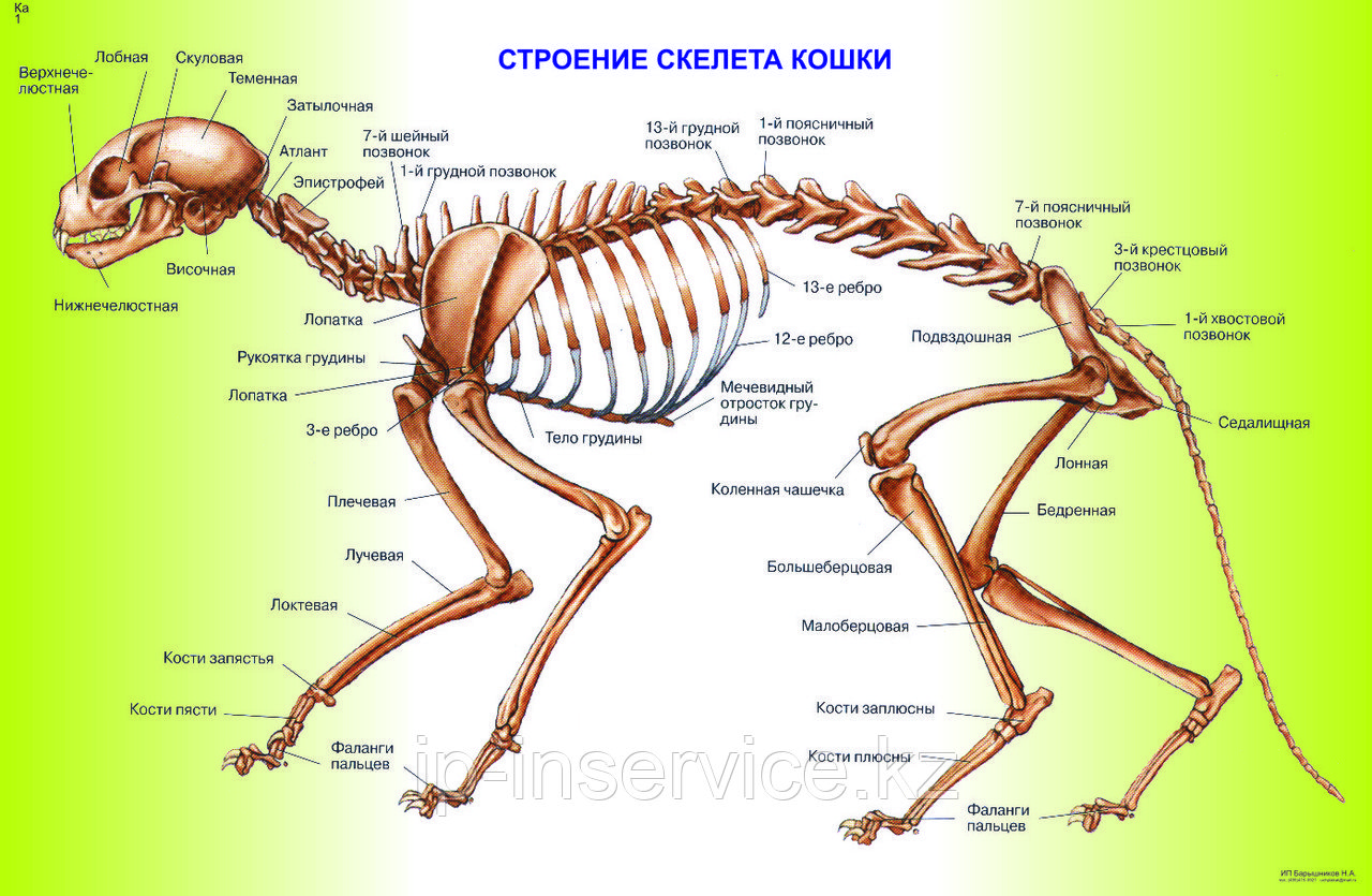 Сколько у кошки ребер