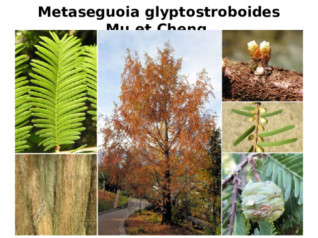 Metaseguoia glyptostroboides Mu.et.Cheng. 