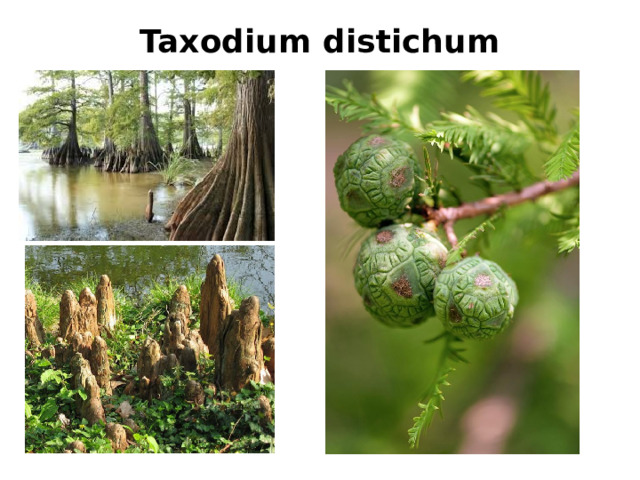 Taxodium distichum 