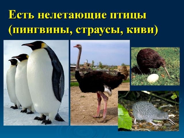 Проект про нелетающих птиц 3 класс
