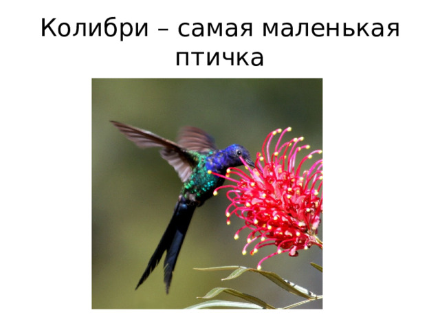 Колибри – самая маленькая птичка 