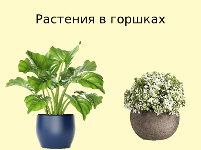 Растения в горшках 