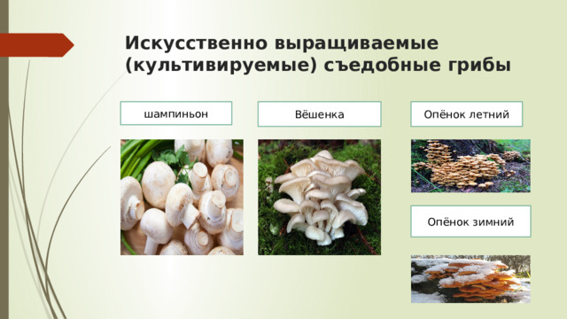 Искусственно выращиваемые (культивируемые) съедобные грибы шампиньон Вёшенка Опёнок летний Опёнок зимний 