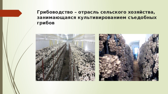 Грибоводство – отрасль сельского хозяйства, занимающаяся культивированием съедобных грибов 