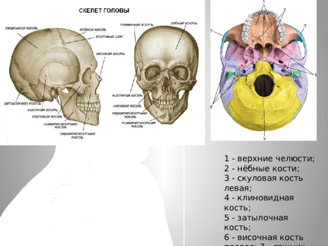 1 - верхние челюсти; 2 - нёбные кости; 3 - скуловая кость левая; 4 - клиновидная кость; 5 - затылочная кость; 6 - височная кость правая; 7 - сошник 