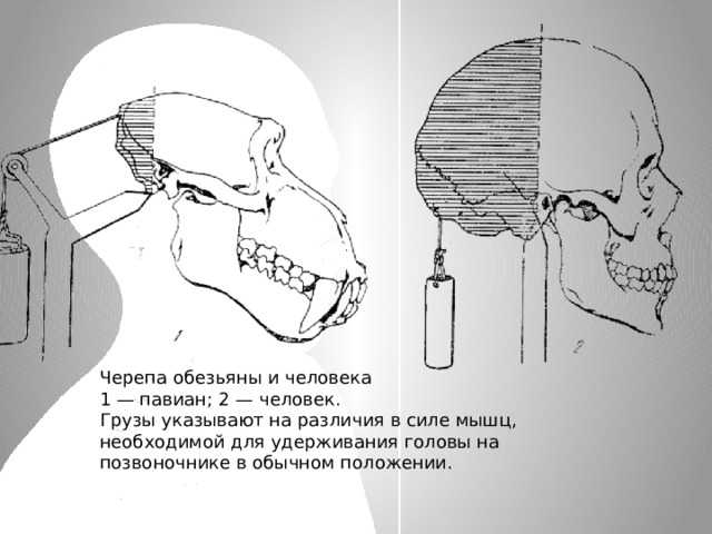 Черепа обезьяны и человека 1 — павиан; 2 — человек. Грузы указывают на различия в силе мышц, необходимой для удерживания головы на позвоночнике в обычном положении. 