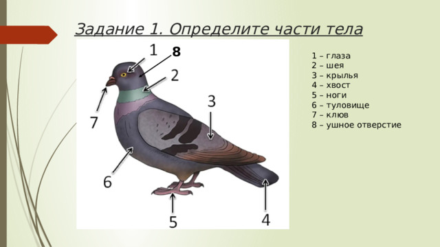 Задание 1. Определите части тела птицы  8 1 – глаза 2 – шея 3 – крылья 4 – хвост 5 – ноги 6 – туловище 7 – клюв 8 – ушное отверстие 