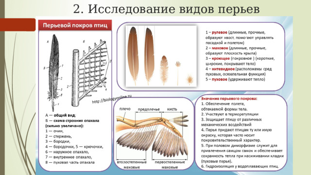 2. Исследование видов перьев 