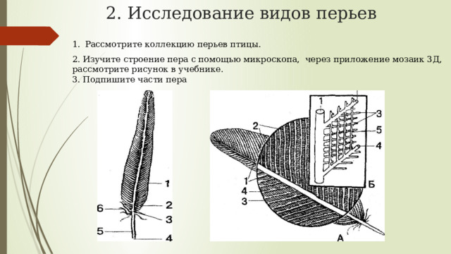 2. Исследование видов перьев Рассмотрите коллекцию перьев птицы. 2. Изучите строение пера с помощью микроскопа, через приложение мозаик 3Д, рассмотрите рисунок в учебнике. 3. Подпишите части пера 