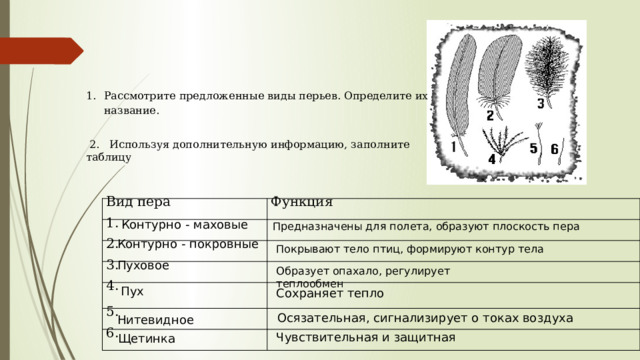 Рассмотрите предложенные виды перьев. Определите их название.     2.   Используя дополнительную информацию, заполните таблицу Вид пера 1. Функция 2.   3.   4.   5.   6.     Контурно - маховые Предназначены для полета, образуют плоскость пера Контурно - покровные Покрывают тело птиц, формируют контур тела Пуховое Образует опахало, регулирует теплообмен Пух Сохраняет тепло Осязательная, сигнализирует о токах воздуха Нитевидное Чувствительная и защитная Щетинка 