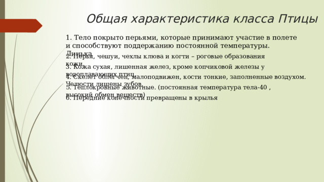 Общая характеристика класса Птицы 1. Тело покрыто перьями, которые принимают участие в полете и способствуют поддержанию постоянной температуры. Линька 2. Перья, чешуи, чехлы клюва и когти – роговые образования кожи. 3. Кожа сухая, лишенная желез, кроме копчиковой железы у водоплавающих птиц. 4. Скелет облегчен, малоподвижен, кости тонкие, заполненные воздухом. Челюсти лишены зубов. 5. Теплокровные животные. (постоянная температура тела-40 , высокий обмен веществ) 6. Передние конечности превращены в крылья 