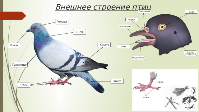 Внешнее строение птиц 