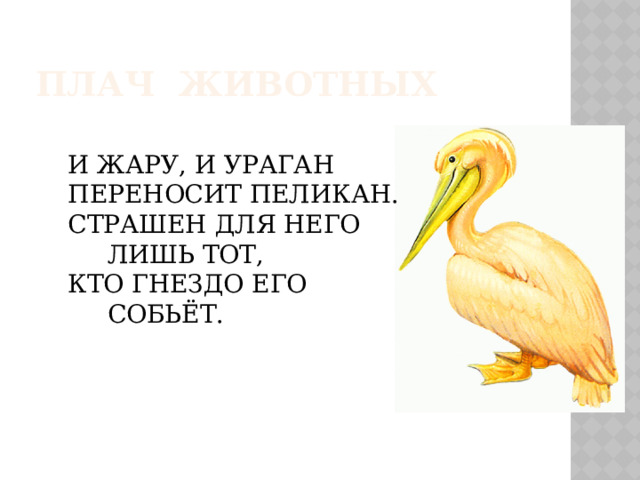 ПЛАЧ ЖИВОТНЫХ И ЖАРУ, И УРАГАН ПЕРЕНОСИТ ПЕЛИКАН. СТРАШЕН ДЛЯ НЕГО  ЛИШЬ ТОТ, КТО ГНЕЗДО ЕГО  СОБЬЁТ. 