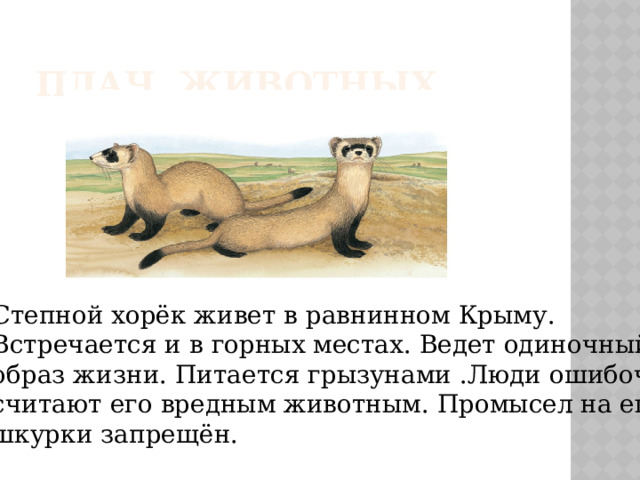 ПЛАЧ ЖИВОТНЫХ Степной хорёк живет в равнинном Крыму. Встречается и в горных местах. Ведет одиночный образ жизни. Питается грызунами .Люди ошибочно считают его вредным животным. Промысел на его шкурки запрещён. 