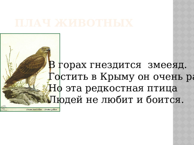 ПЛАЧ ЖИВОТНЫХ В горах гнездится змееяд. Гостить в Крыму он очень рад. Но эта редкостная птица Людей не любит и боится. 