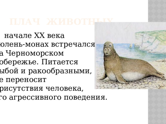 ПЛАЧ ЖИВОТНЫХ В начале ХХ века тюлень-монах встречался на Черноморском побережье. Питается рыбой и ракообразными, не переносит присутствия человека, его агрессивного поведения. 