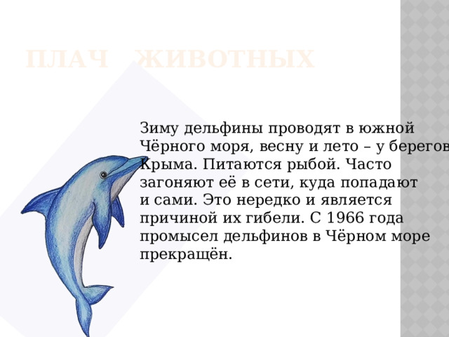 ПЛАЧ ЖИВОТНЫХ Зиму дельфины проводят в южной Чёрного моря, весну и лето – у берегов Крыма. Питаются рыбой. Часто загоняют её в сети, куда попадают и сами. Это нередко и является причиной их гибели. С 1966 года промысел дельфинов в Чёрном море прекращён. 