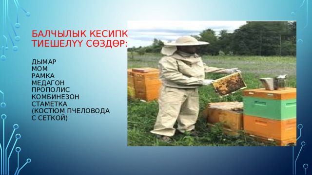 Балчылык кесипке  тиешелүү сөздөр:   дымар  мом  рамка  медагон  прополис  комбинезон  стаметка  (костюм пчеловода  с сеткой)   