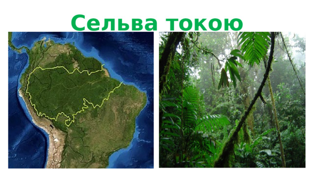 Сельва токою 