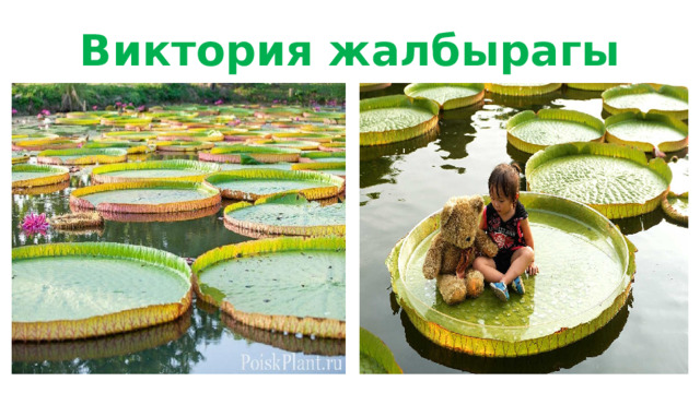 Виктория жалбырагы 
