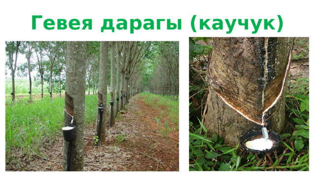 Гевея дарагы (каучук) 