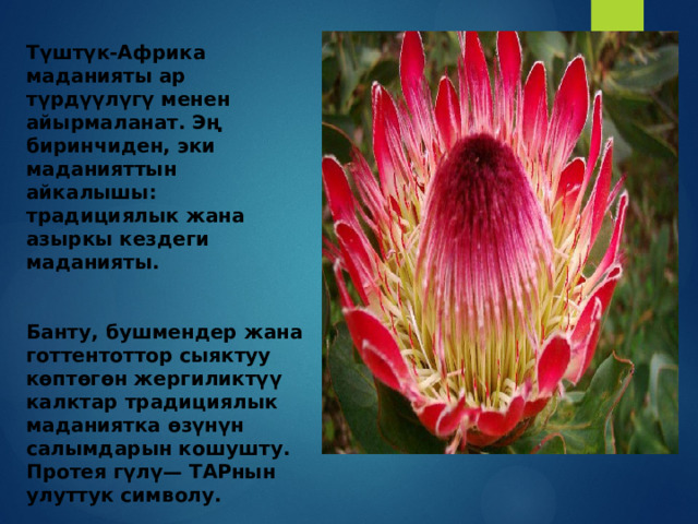Түштүк-Африка маданияты ар түрдүүлүгү менен айырмаланат. Эң биринчиден, эки маданияттын айкалышы: традициялык жана азыркы кездеги маданияты.   Банту, бушмендер жана готтентоттор сыяктуу көптөгөн жергиликтүү калктар традициялык маданиятка өзүнүн салымдарын кошушту. Протея гүлү— ТАРнын улуттук символу. 