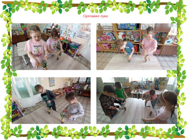 Срезание лука 
