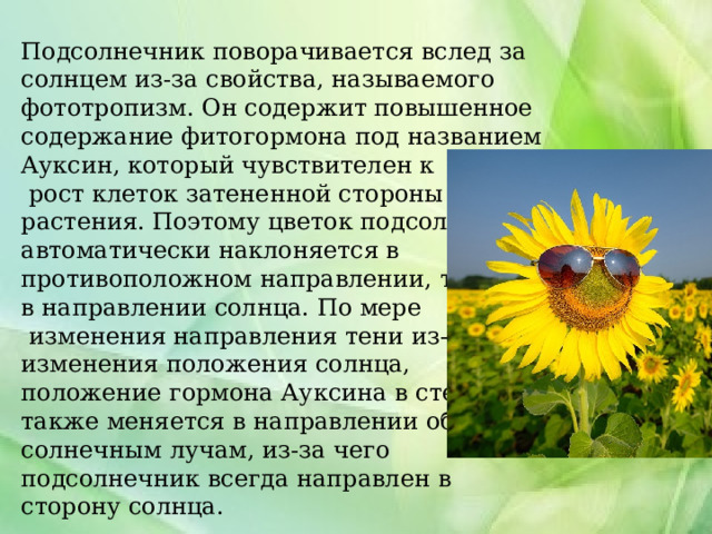 Подсолнечник поворачивается вслед за солнцем из-за свойства, называемого фототропизм. Он содержит повышенное содержание фитогормона под названием Ауксин, который чувствителен к  рост клеток затененной стороны растения. Поэтому цветок подсолнечника автоматически наклоняется в противоположном направлении, т.е. в направлении солнца. По мере  изменения направления тени из-за изменения положения солнца, положение гормона Ауксина в стебле также меняется в направлении обратном солнечным лучам, из-за чего подсолнечник всегда направлен в сторону солнца. 