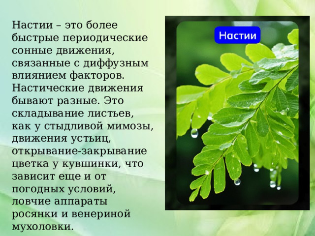 Настии – это более быстрые периодические сонные движения, связанные с диффузным влиянием факторов. Настические движения бывают разные. Это складывание листьев, как у стыдливой мимозы, движения устьиц, открывание-закрывание цветка у кувшинки, что зависит еще и от погодных условий, ловчие аппараты росянки и венериной мухоловки. 