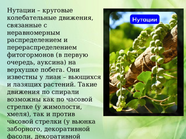 Нутации – круговые колебательные движения, связанные с неравномерным распределением и перераспределением фитогормонов (в первую очередь, ауксина) на верхушке побега. Они известны у лиан – вьющихся и лазящих растений. Такие движения по спирали возможны как по часовой стрелке (у жимолости, хмеля), так и против часовой стрелки (у вьюнка заборного, декоративной фасоли, декоративной древесной лианы древогубца). 