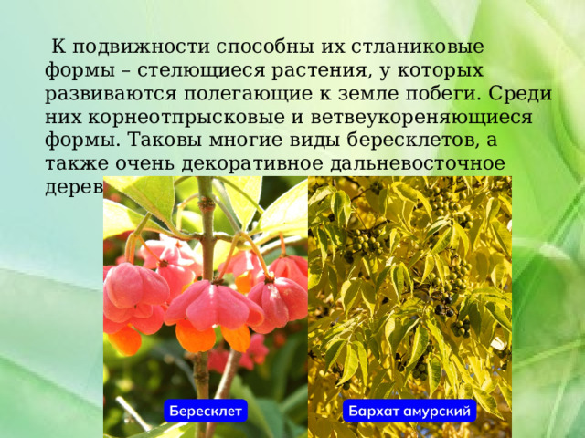  К подвижности способны их стланиковые формы – стелющиеся растения, у которых развиваются полегающие к земле побеги. Среди них корнеотпрысковые и ветвеукореняющиеся формы. Таковы многие виды бересклетов, а также очень декоративное дальневосточное дерево – бархат амурский. 