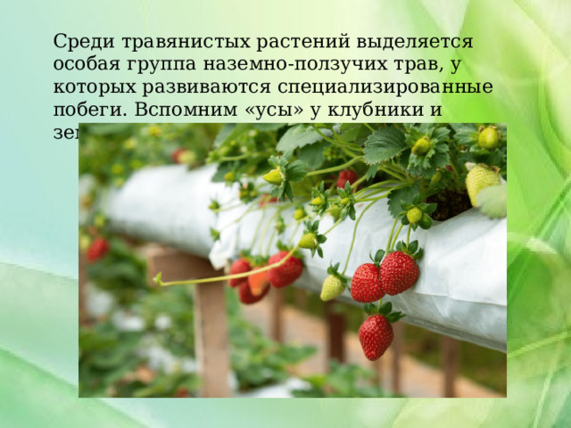 Среди травянистых растений выделяется особая группа наземно-ползучих трав, у которых развиваются специализированные побеги. Вспомним «усы» у клубники и земляники. 