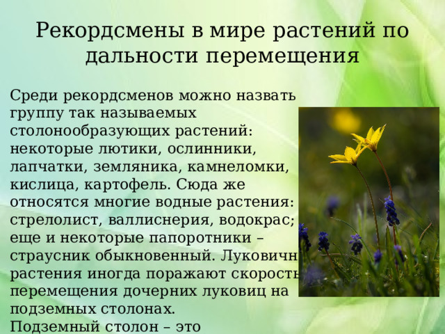 Рекордсмены в мире растений по дальности перемещения Среди рекордсменов можно назвать группу так называемых столонообразующих растений: некоторые лютики, ослинники, лапчатки, земляника, камнеломки, кислица, картофель. Сюда же относятся многие водные растения: стрелолист, валлиснерия, водокрас; а еще и некоторые папоротники – страусник обыкновенный. Луковичные растения иногда поражают скоростью перемещения дочерних луковиц на подземных столонах. Подземный столон – это видоизмененный побег с ограниченным по времени сроком жизни, односезонный. 