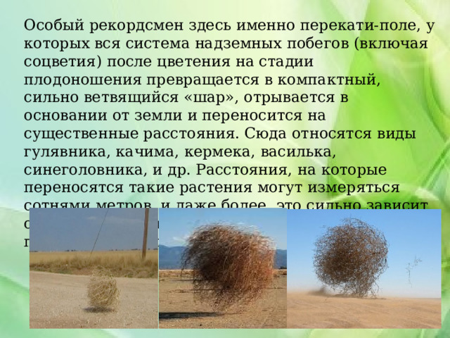 Особый рекордсмен здесь именно перекати-поле, у которых вся система надземных побегов (включая соцветия) после цветения на стадии плодоношения превращается в компактный, сильно ветвящийся «шар», отрывается в основании от земли и переносится на существенные расстояния. Сюда относятся виды гулявника, качима, кермека, василька, синеголовника, и др. Расстояния, на которые переносятся такие растения могут измеряться сотнями метров, и даже более, это сильно зависит от скорости и направления ветра на открытых пространствах степей и пустынь. 