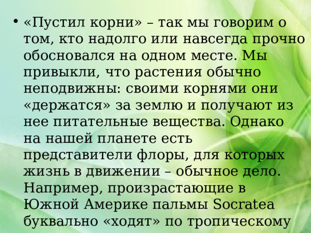«Пустил корни» – так мы говорим о том, кто надолго или навсегда прочно обосновался на одном месте. Мы привыкли, что растения обычно неподвижны: своими корнями они «держатся» за землю и получают из нее питательные вещества. Однако на нашей планете есть представители флоры, для которых жизнь в движении – обычное дело. Например, произрастающие в Южной Америке пальмы Socratea буквально «ходят» по тропическому лесу.  