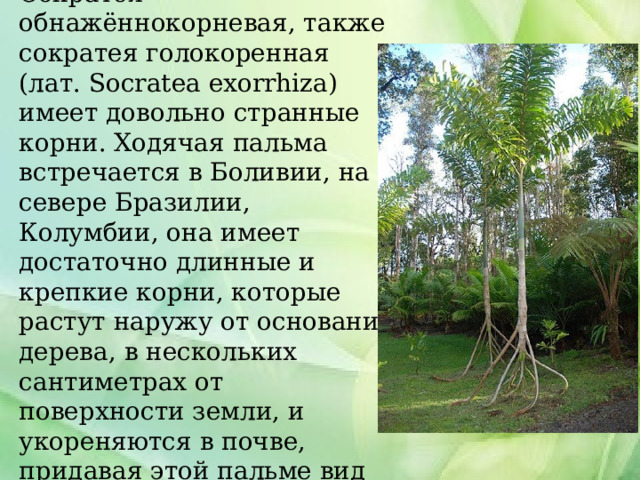 Сократея обнажённокорневая, также сократея голокоренная (лат. Socratea exorrhiza) имеет довольно странные корни. Ходячая пальма встречается в Боливии, на севере Бразилии, Колумбии, она имеет достаточно длинные и крепкие корни, которые растут наружу от основания дерева, в нескольких сантиметрах от поверхности земли, и укореняются в почве, придавая этой пальме вид нескольких ног. 