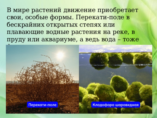 В мире растений движение приобретает свои, особые формы. Перекати-поле в бескрайних открытых степях или плавающие водные растения на реке, в пруду или аквариуме, а ведь вода – тоже фактор перемещения организмов в пространстве. 