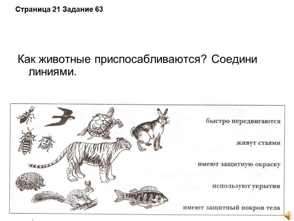 Рассмотрите животных на картинках выявите какие приспособления