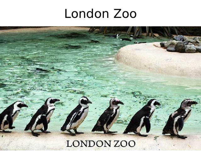 London Zoo 