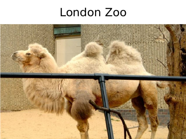 London Zoo 