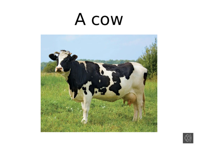 A cow 