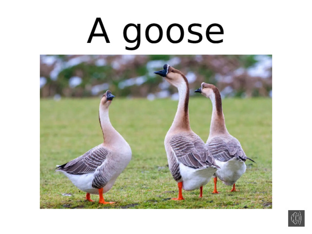 A goose 