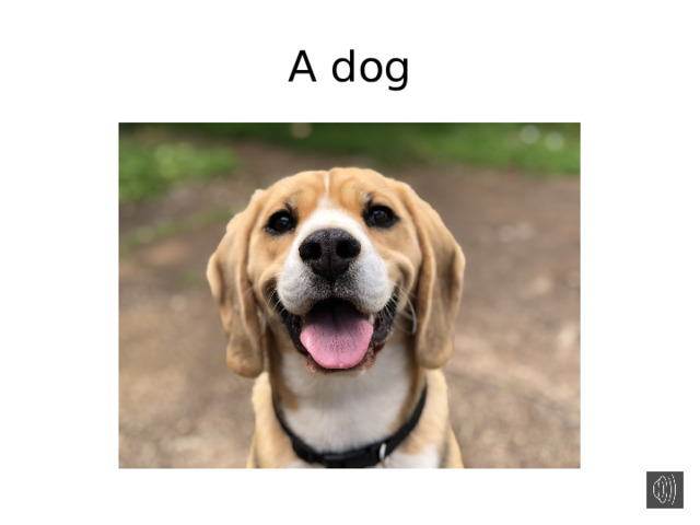 A dog 