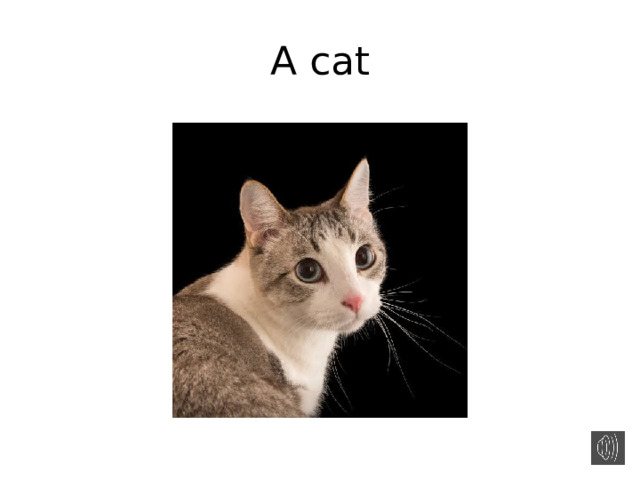 A cat 