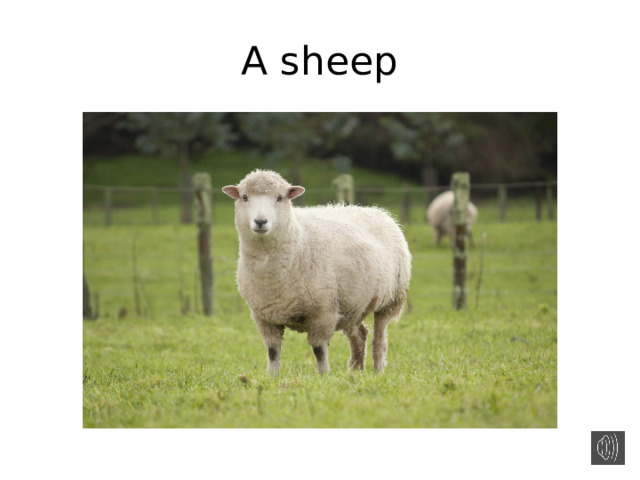 A sheep 