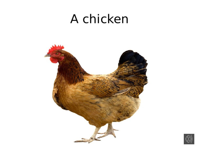 A chicken 