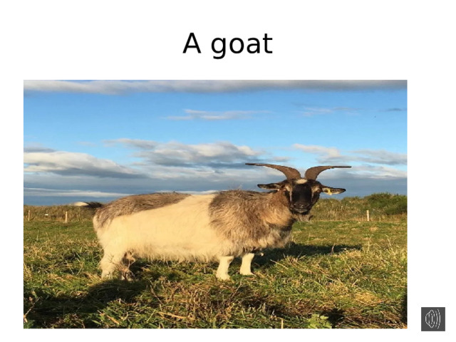 A goat 